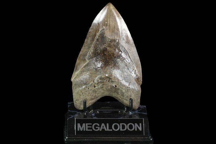 Fossil Megalodon Tooth - Serrated Blade #95308